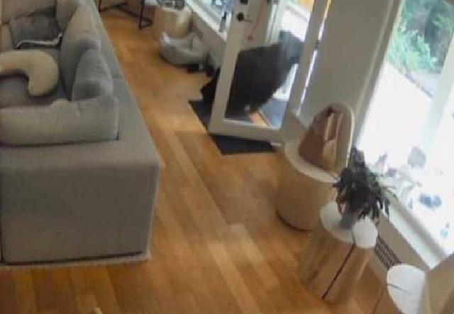 Ayının Ev İçinde Gezintisi ve Scout’un Müdahaleleri