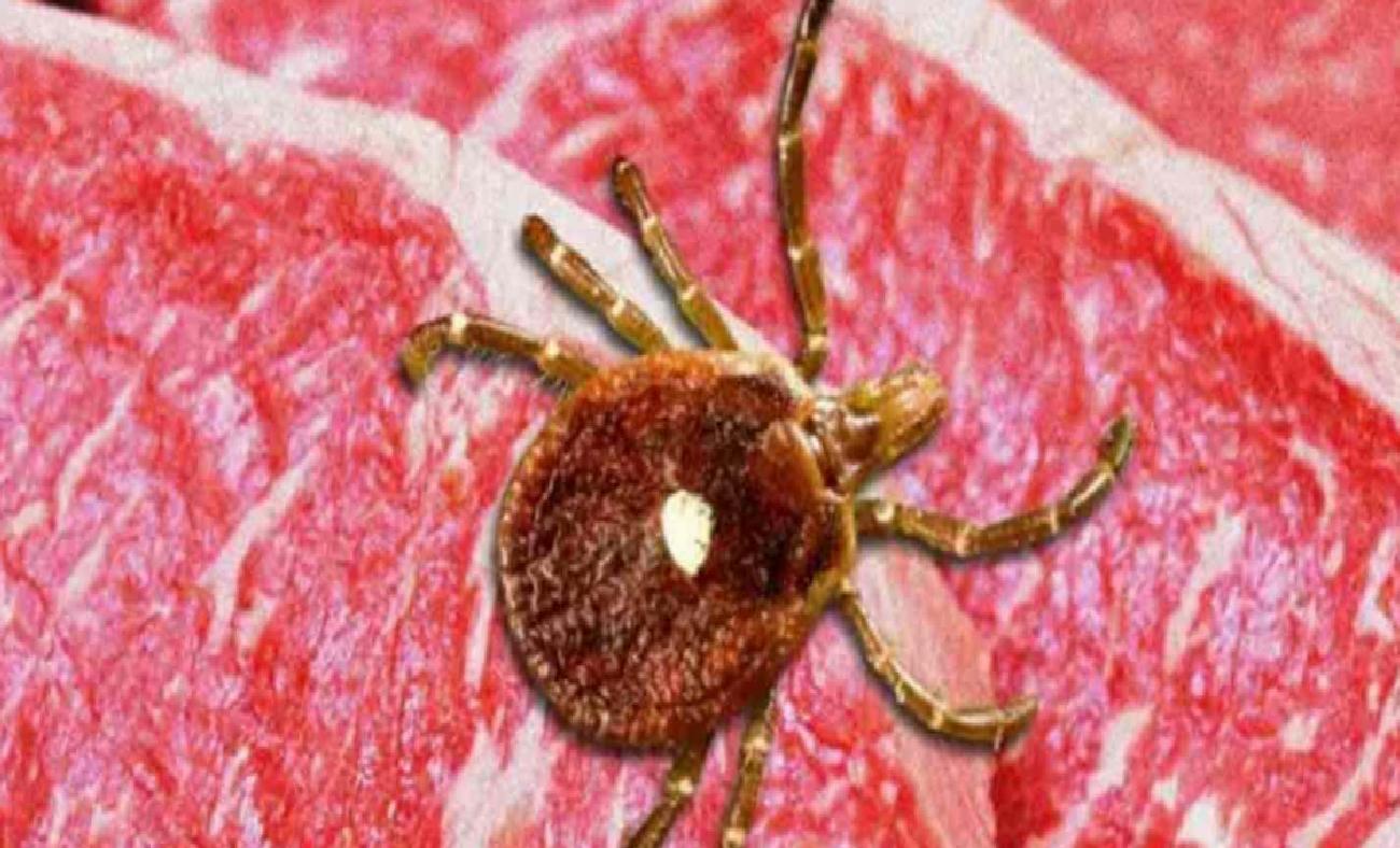 Alfa-Gal Sendromu: Kene Isırıklarıyla Gelen Alerjik Reaksiyonlar Hakkında Bilgilendirici Rehber