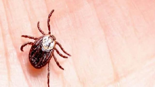 Alfa-Gal Sendromu: Kene Isırıklarıyla Gelen Alerjik Reaksiyonlar Hakkında Bilgilendirici Rehber