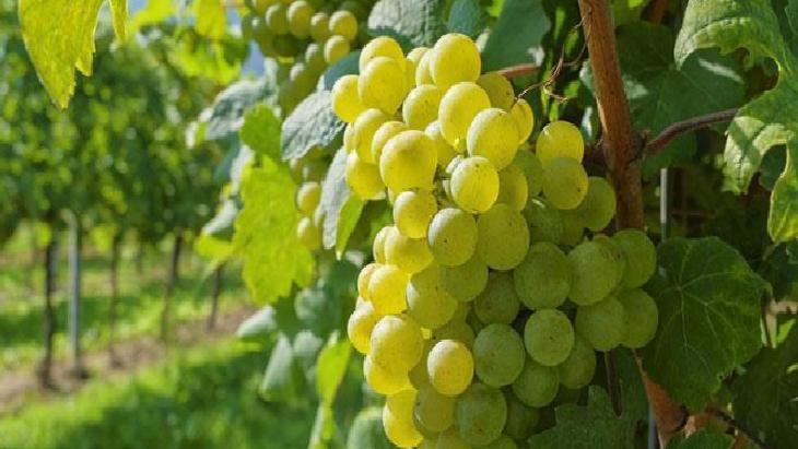 Antioksidan, vitamin ve mineral deposu! 100 gramı yaklaşık 70-80 kalori: Bademle tüketin