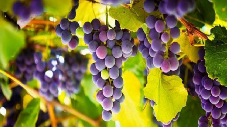 Antioksidan, vitamin ve mineral deposu! 100 gramı yaklaşık 70-80 kalori: Bademle tüketin