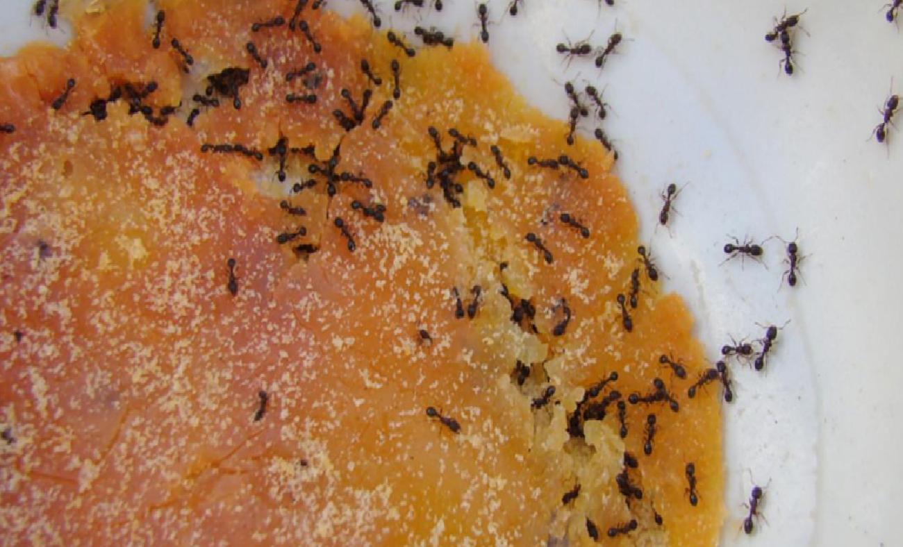 Evdeki karıncalar nasıl yok edilir? Karıncalardan kurtulmak için en etkili yöntem