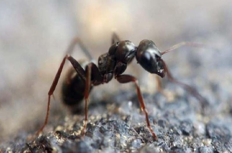Evdeki karıncalar nasıl yok edilir? Karıncalardan kurtulmak için en etkili yöntem