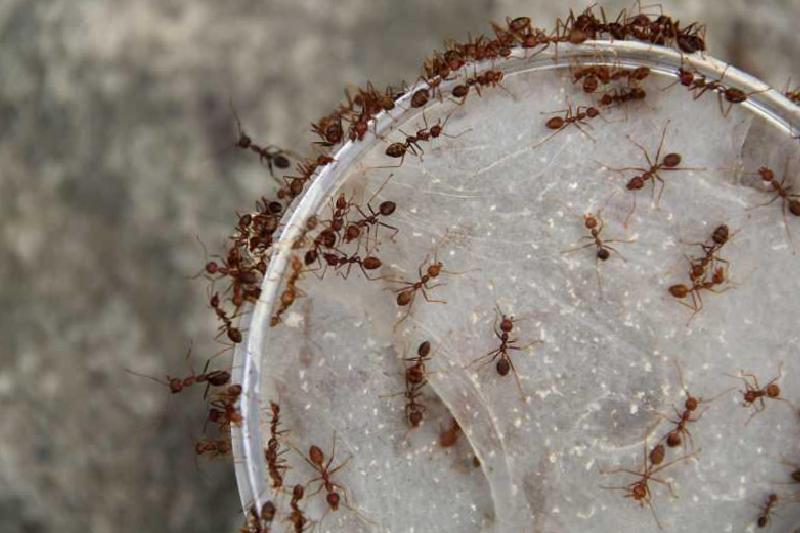 Evdeki karıncalar nasıl yok edilir? Karıncalardan kurtulmak için en etkili yöntem