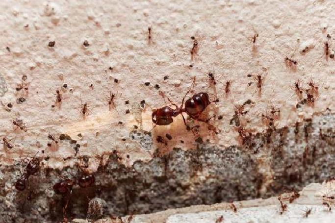 Evdeki karıncalar nasıl yok edilir? Karıncalardan kurtulmak için en etkili yöntem