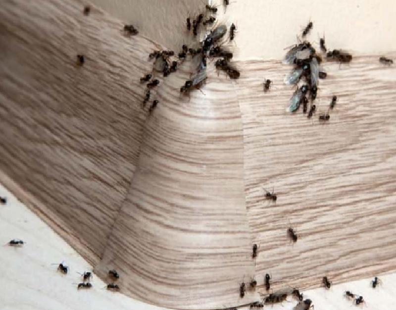 Evdeki karıncalar nasıl yok edilir? Karıncalardan kurtulmak için en etkili yöntem