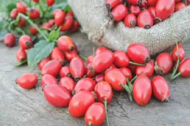 Limondan 60 kat daha güçlü: Kuşburnu kalbi bağışıklığı ve sindirimi zırh gibi koruyor!