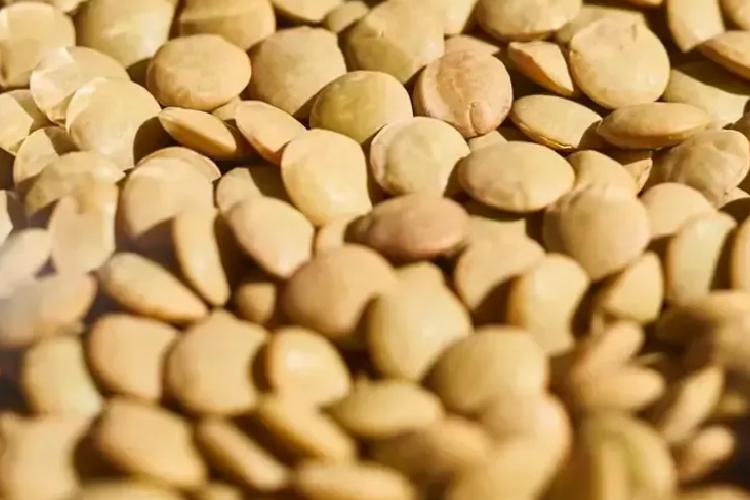 Yumurtadan 10 kat fazla protein, etten 25 kat fazla demir içeriyor