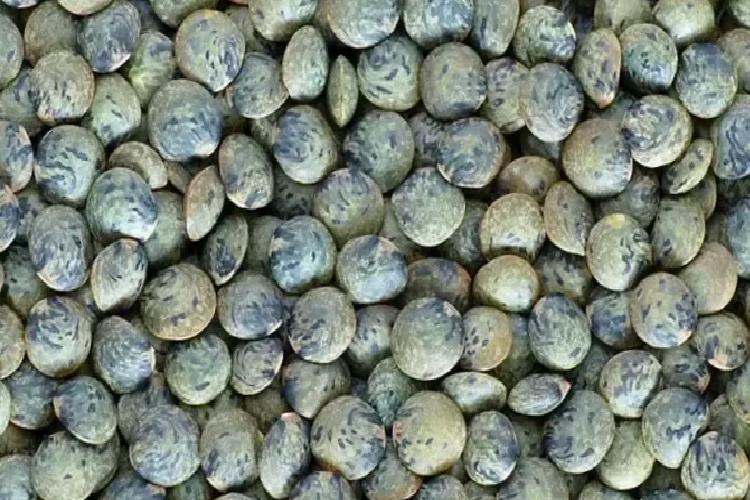 Yumurtadan 10 kat fazla protein, etten 25 kat fazla demir içeriyor