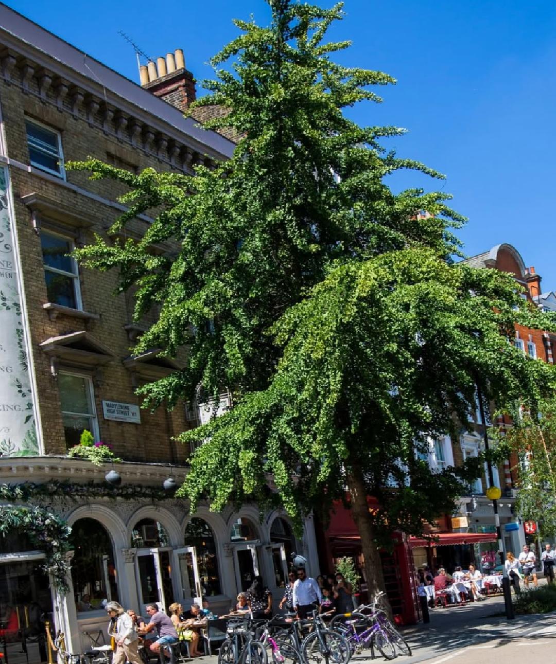 Londra’da Coldplay Öncesi ve Sonrası: Kahve Molası, Lezzet Durakları ve Kültürel Keşifler