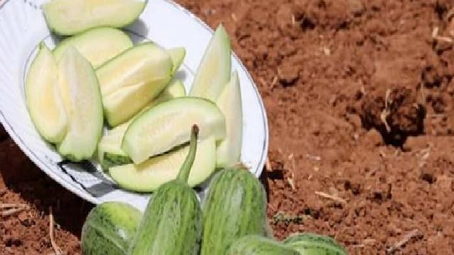 Şelengo Turşusu: Viranşehir’in Endemik Meyvesiyle Hazırlanan Doğal Lezzet