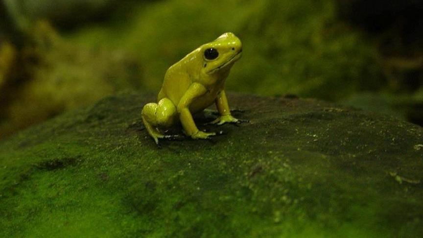 Çin’de Yaşlı Kadının Karşılaştığı Tehlikeli Deneme: Canlı Kurbağa Yutmanın Bedeli