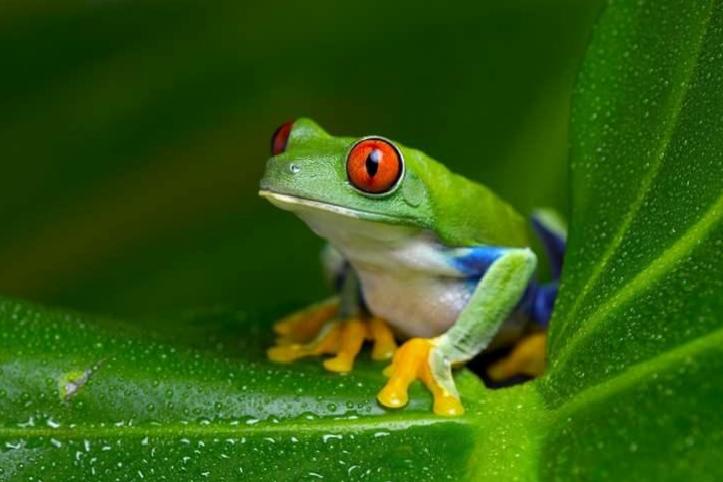 Çin’de Yaşlı Kadının Karşılaştığı Tehlikeli Deneme: Canlı Kurbağa Yutmanın Bedeli