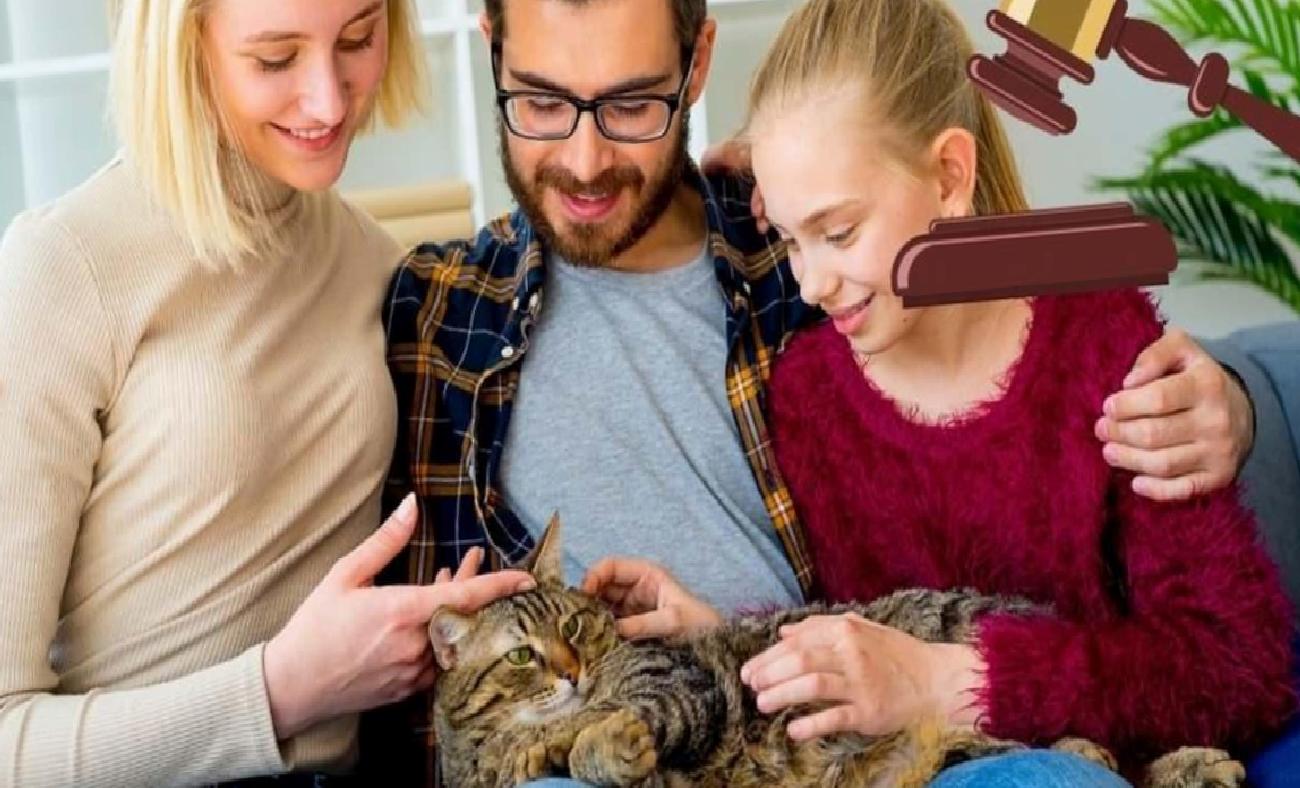 İstanbul'da Anlaşmalı Boşanmada Kedilerin Velayeti ve Kedi Bakım Nafakası Detayı