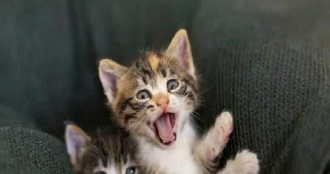 İstanbul'da Anlaşmalı Boşanmada Kedilerin Velayeti ve Kedi Bakım Nafakası Detayı