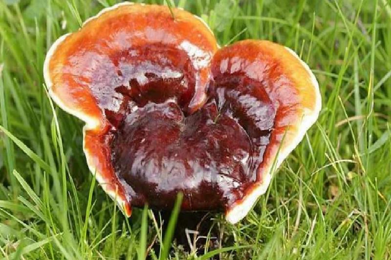 Kırmızı Reishi Mantarını Balkonundan Gelir Kapısına Çeviren Girişimci: Yıllık Hasatta Kilogram Başına 15 Bin Liraya Ulaşıyor