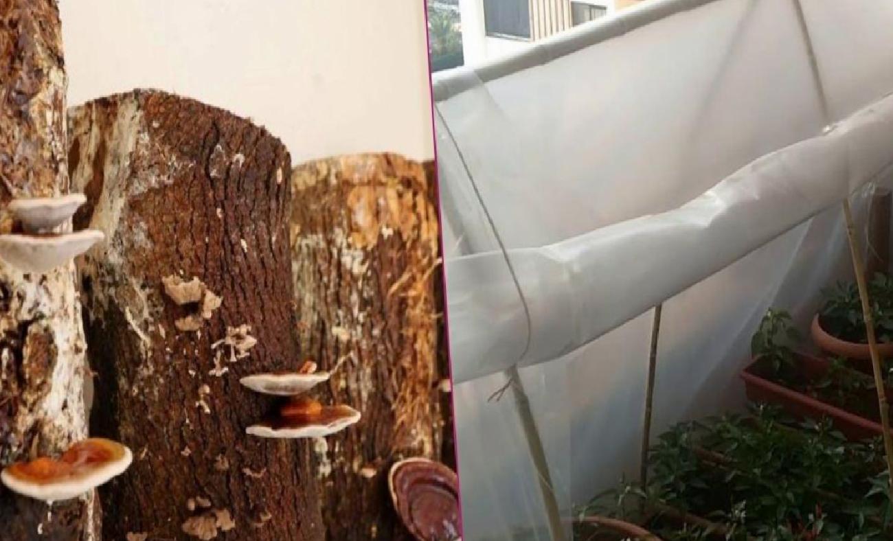Kırmızı Reishi Mantarını Balkonundan Gelir Kapısına Çeviren Girişimci: Yıllık Hasatta Kilogram Başına 15 Bin Liraya Ulaşıyor