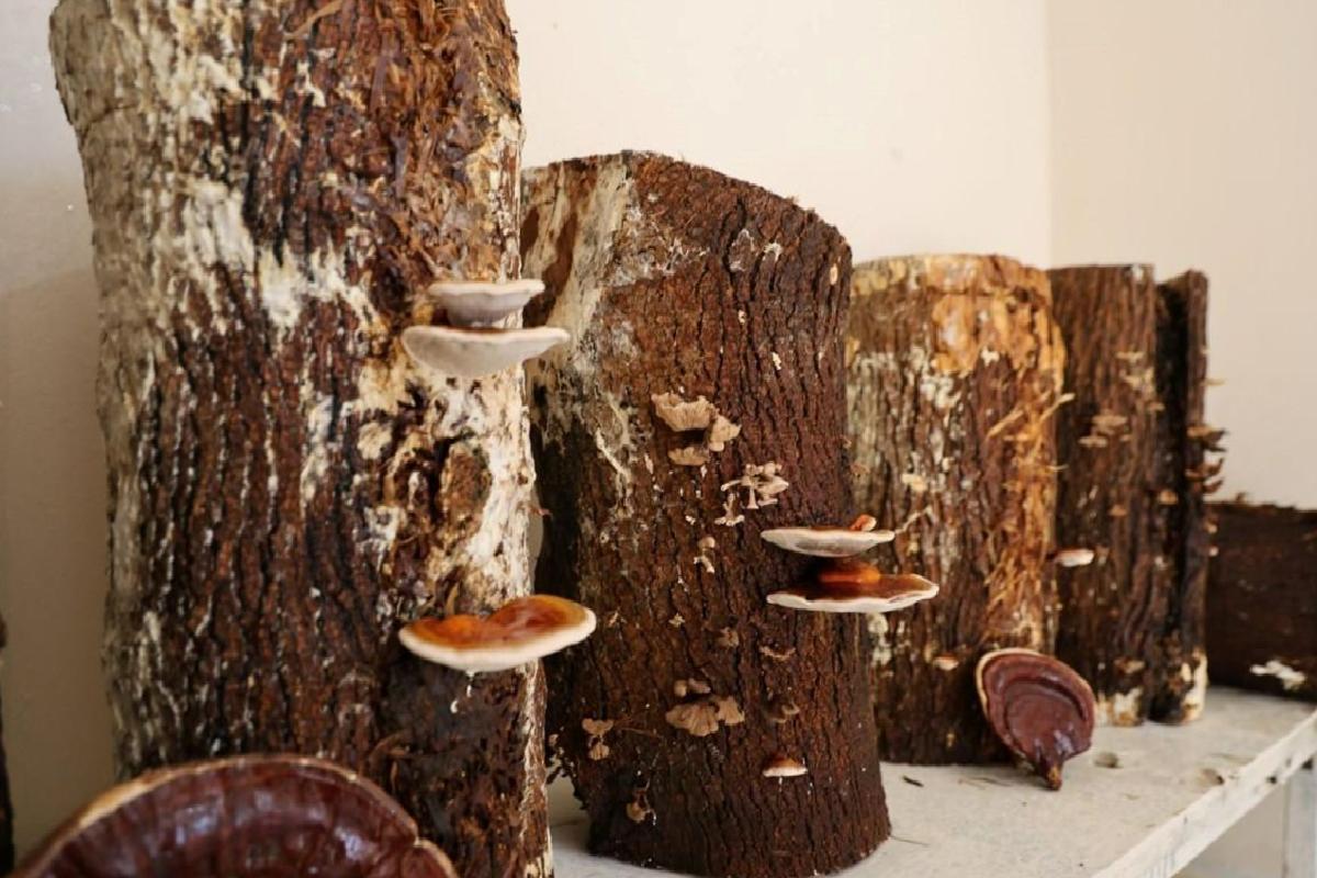 Kırmızı Reishi Mantarını Balkonundan Gelir Kapısına Çeviren Girişimci: Yıllık Hasatta Kilogram Başına 15 Bin Liraya Ulaşıyor