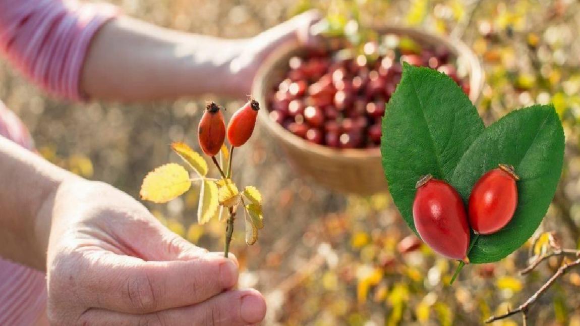 Kuşburnu Yemeği: Doğanın Bağışıklık Gücü ve Anadolu Mutfağındaki Özel Yolculuğu