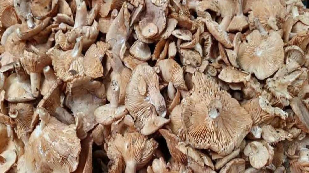 Ordu’da Yükselen Tirmit Mantarı Sezonu: Fiyatlar ve Faydalar