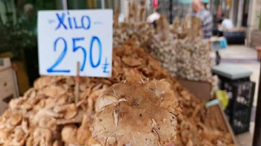 Ordu’da Yükselen Tirmit Mantarı Sezonu: Fiyatlar ve Faydalar