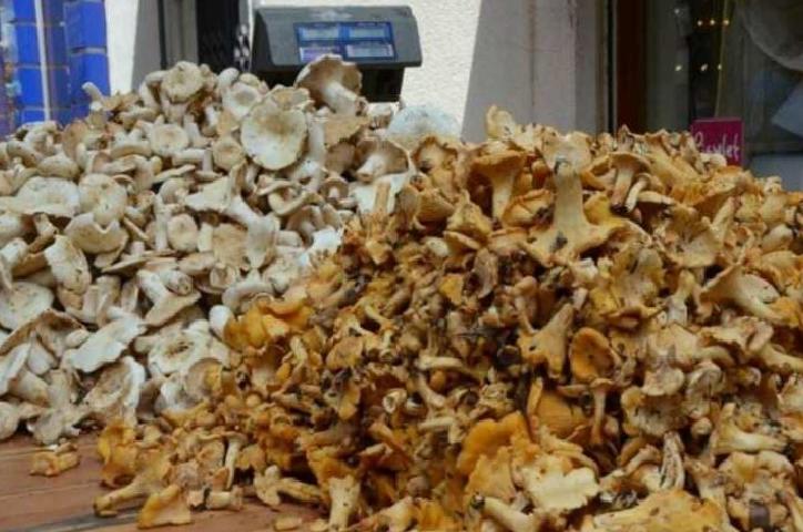 Ordu’da Yükselen Tirmit Mantarı Sezonu: Fiyatlar ve Faydalar