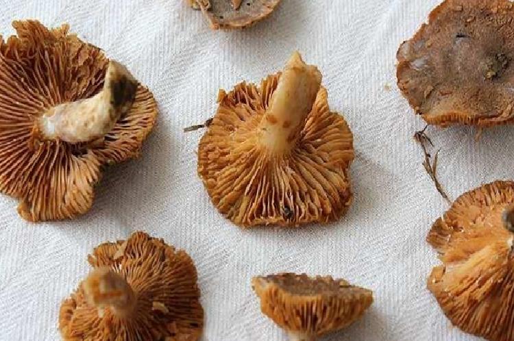 Ordu’da Yükselen Tirmit Mantarı Sezonu: Fiyatlar ve Faydalar