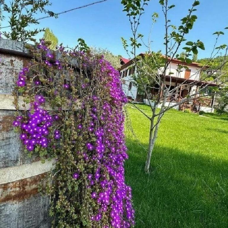 Oyuncu Burcu Kara, İznik'teki Yazlık Evini Zeytinlik ve Aile Anılarıyla Hatırlıyor