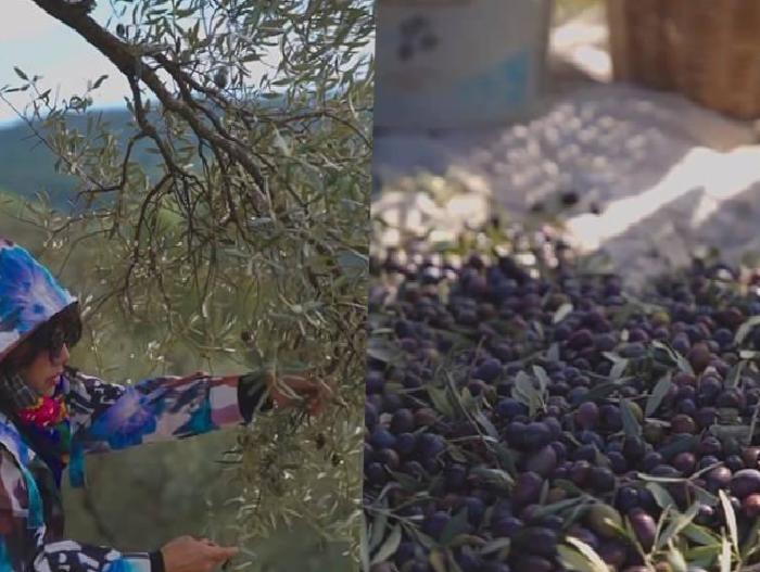 Mehtap Bayri’nin Yeni Yolu: Zeytincilikte Profesyonel Yolculuk