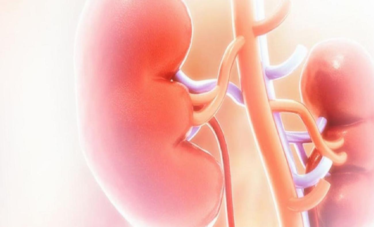 Böbrek Hastalarında Beslenme: Kişiye Özel Diyetlerle Sıvı, Tuz ve Protein Dengesi