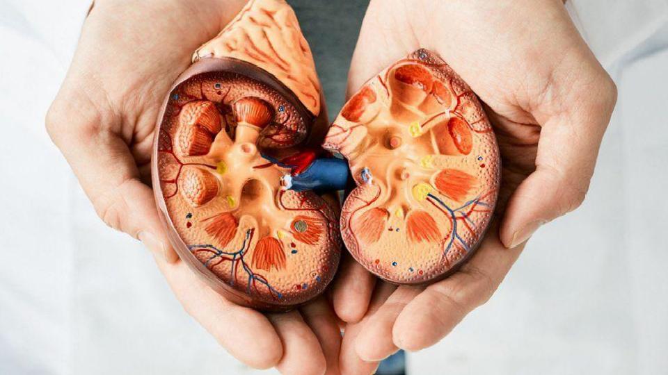 Böbrek Hastalarında Beslenme: Kişiye Özel Diyetlerle Sıvı, Tuz ve Protein Dengesi