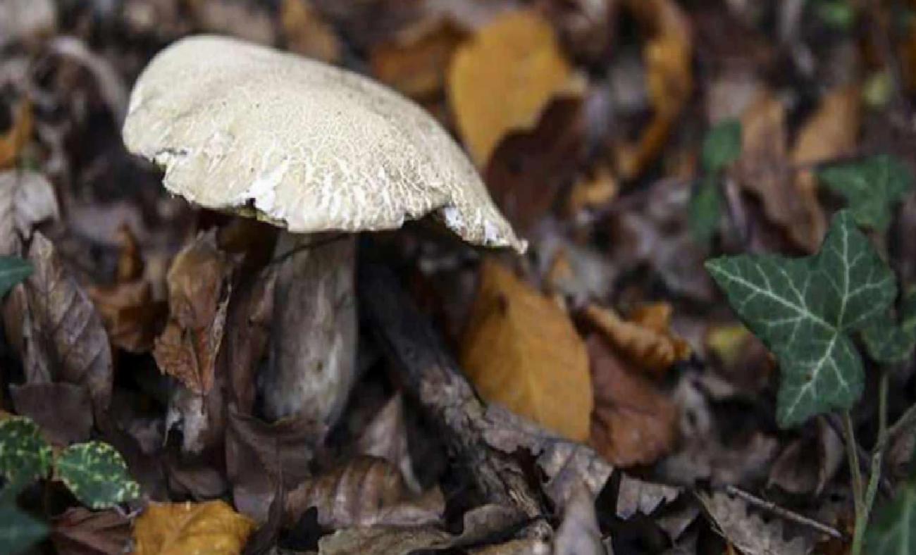 Ayaş’ta Mantardan Patlamamış Top Mermisi Uyarısı: Kontrol Edildi