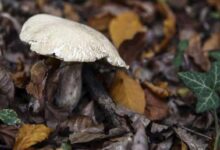 White mushroom emerging from leaf litter on a forest floor, with ivy nearby.
