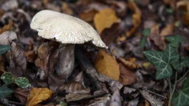 White mushroom emerging from leaf litter on a forest floor, with ivy nearby.