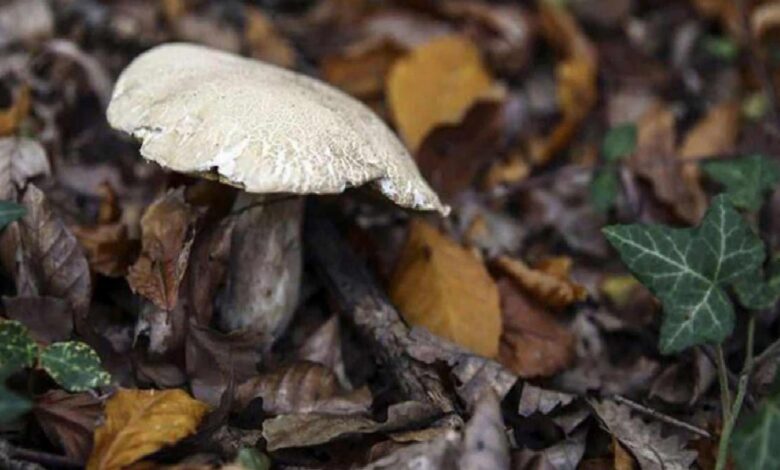 White mushroom emerging from leaf litter on a forest floor, with ivy nearby.