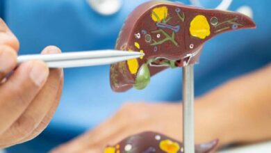 Educational model of a human liver with colorful internal structures being pointed at by tweezers for demonstration.