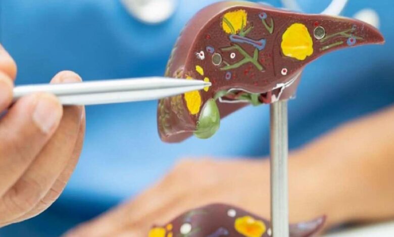 Educational model of a human liver with colorful internal structures being pointed at by tweezers for demonstration.