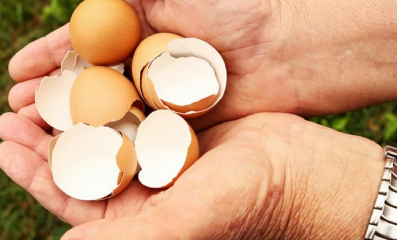 Yumurta Kabuğu Tüketimi: Kalsiyum Desteği ve Sağlık Üzerindeki Tartışmalar