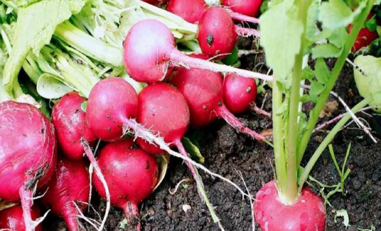 Turpun Şifa Dolu Yolculuğu: Bağışıklık ve Sindirim Dostu Kök Sebze