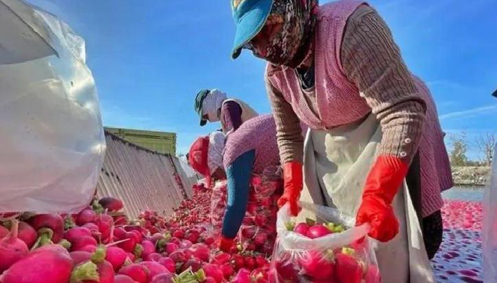 Turpun Şifa Dolu Yolculuğu: Bağışıklık ve Sindirim Dostu Kök Sebze