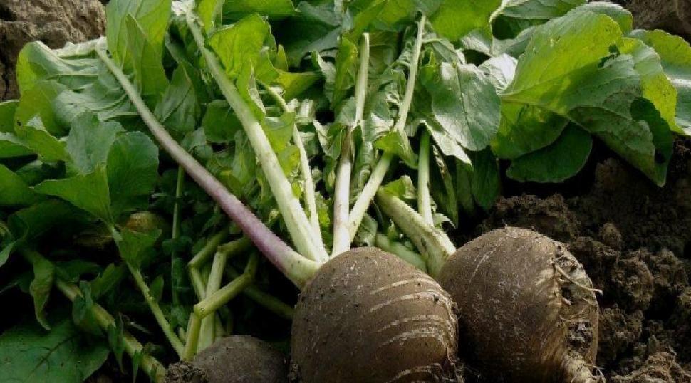Turpun Şifa Dolu Yolculuğu: Bağışıklık ve Sindirim Dostu Kök Sebze