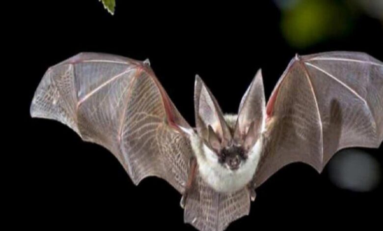 Bat in flight with wings fully extended, facing the camera against a dark background.