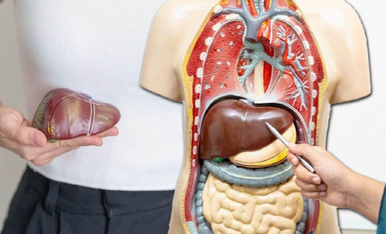 Karaciğer Yağlanması: Erken Tanı ve Kontrollü Kilo Kaybının Önemi