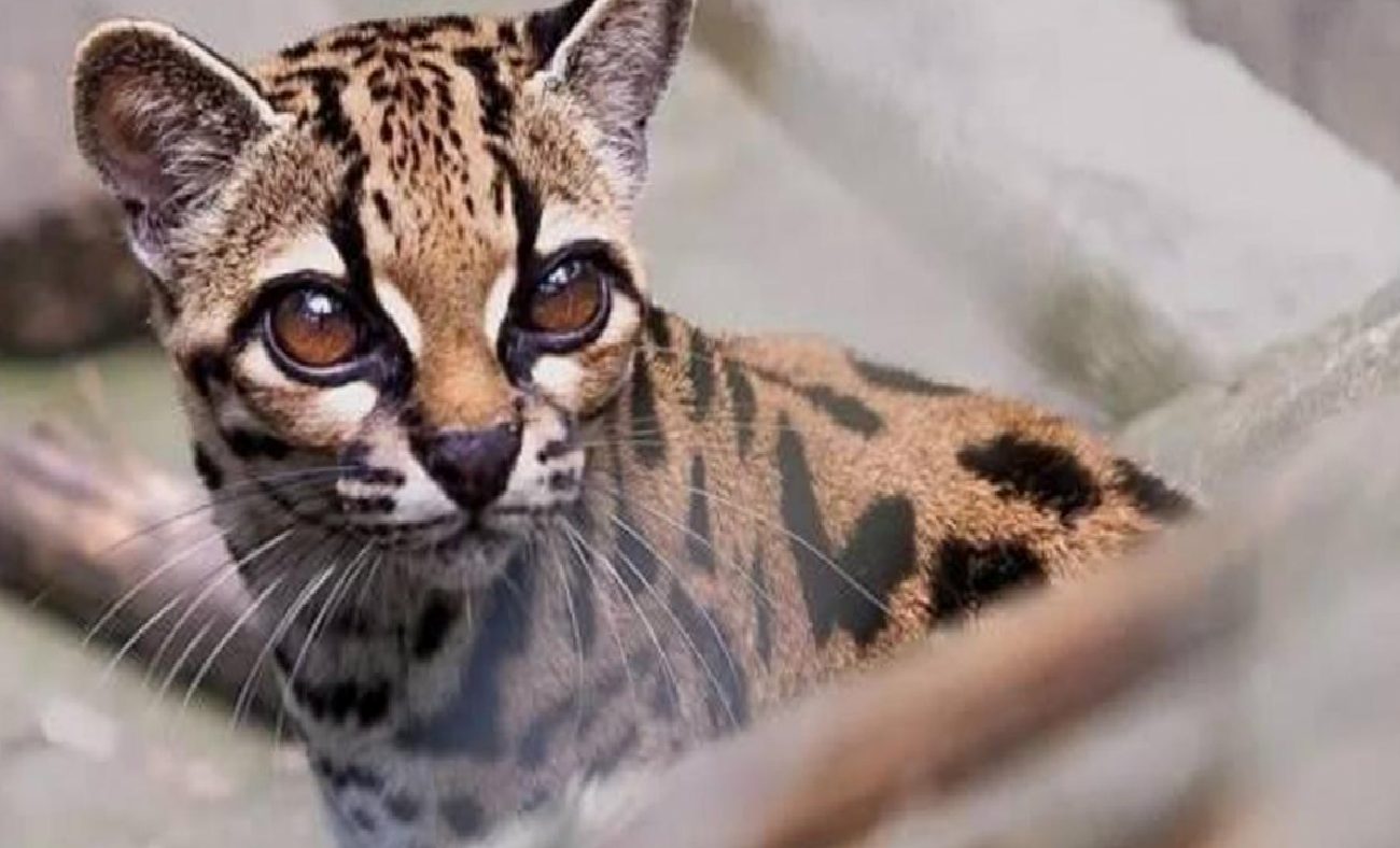 Tilcayo: Yungas Ormanlarında Yeni Bir Kedi Türünün Keşfi