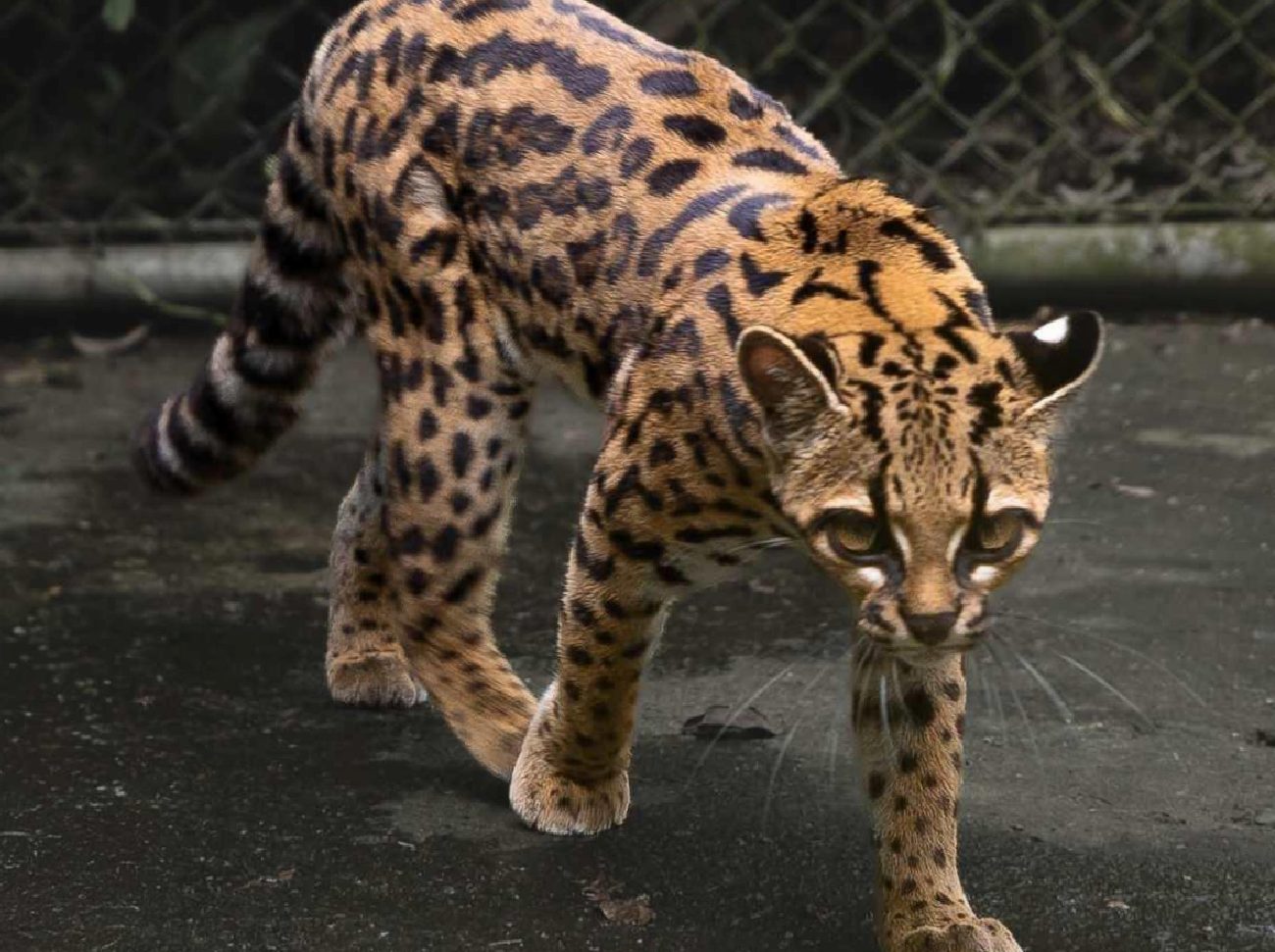 Tilcayo: Yungas Ormanlarında Yeni Bir Kedi Türünün Keşfi