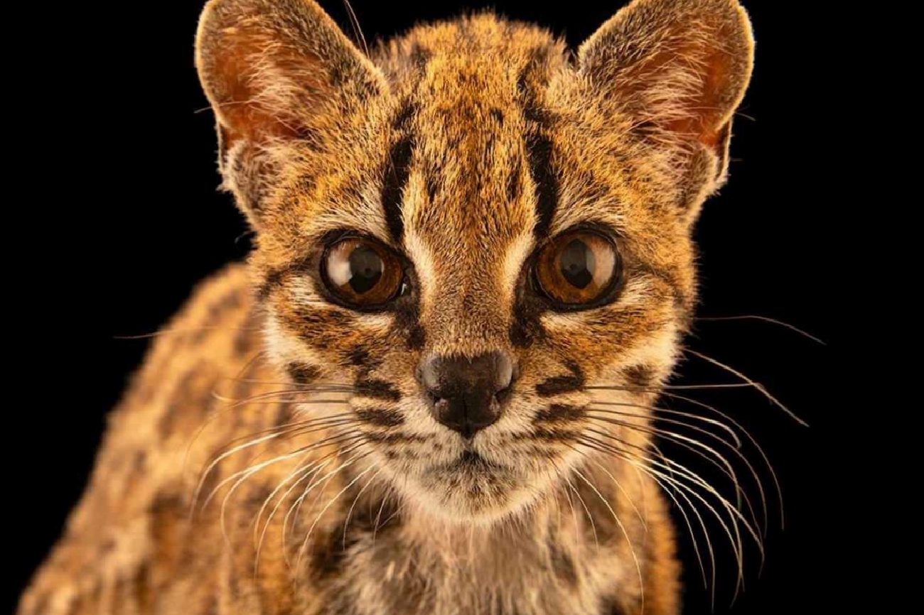 Tilcayo: Yungas Ormanlarında Yeni Bir Kedi Türünün Keşfi